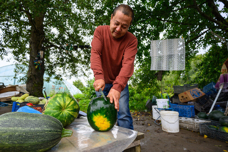 Журналисты попробовали арбузы на вкус: сладкие | Фото: Александр Мелехов