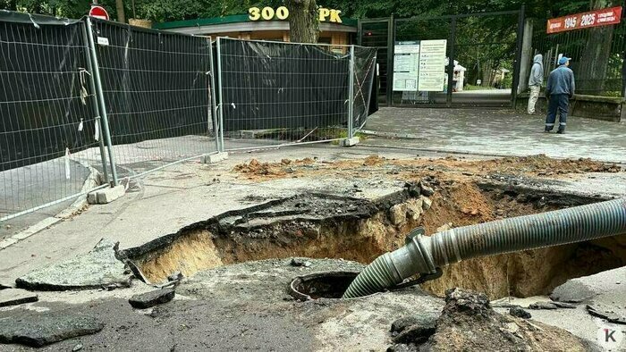 Что случилось в Калининградской области: главное на 27 августа - Новости Калининграда | Фото: «Клопс»