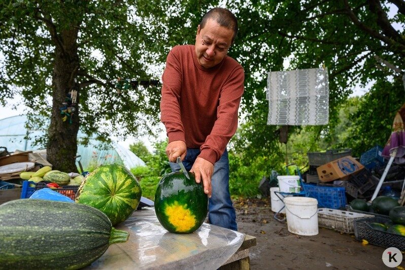 Кто родился на грядке арбузной: как юрист из Киргизии стал первым в Калининградской области бахчеводом (фото)   - Новости Калининграда | Фото: Александр Мелехов