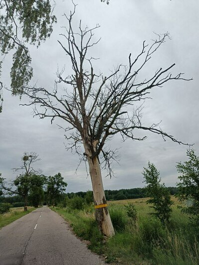 Под угрозой люди и автомобили: хит-парад потенциальных деревьев-убийц в Калининграде и области, часть 5   - Новости Калининграда | Фото: очевидец