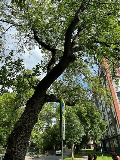 Под угрозой люди и автомобили: хит-парад потенциальных деревьев-убийц в Калининграде и области, часть 5   - Новости Калининграда | Фото: очевидец