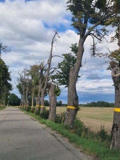 Под угрозой люди и автомобили: хит-парад потенциальных деревьев-убийц в Калининграде и области, часть 5   - Новости Калининграда | Фото: очевидец
