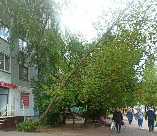 Под угрозой люди и автомобили: хит-парад потенциальных деревьев-убийц в Калининграде и области, часть 5   - Новости Калининграда | Фото: очевидец