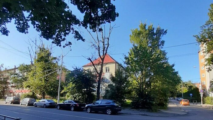 Под угрозой люди и автомобили: хит-парад потенциальных деревьев-убийц в Калининграде и области, часть 5   - Новости Калининграда | Фото: очевидец