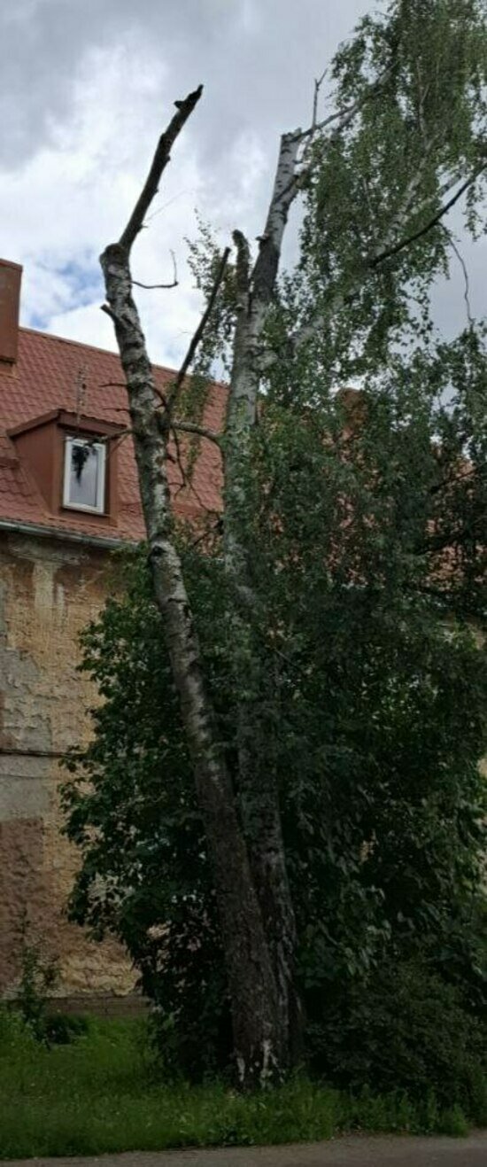 Под угрозой люди и автомобили: хит-парад потенциальных деревьев-убийц в Калининграде и области, часть 5   - Новости Калининграда
