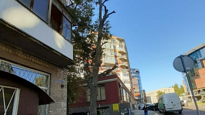 Под угрозой люди и автомобили: хит-парад потенциальных деревьев-убийц в Калининграде и области, часть 5   - Новости Калининграда | Фото: очевидец