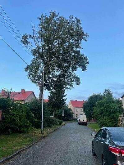 Под угрозой люди и автомобили: хит-парад потенциальных деревьев-убийц в Калининграде и области, часть 5   - Новости Калининграда | Фото: очевидец