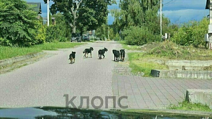 Затоптанный «Дом Канта» и кровожадная стая собак в Прибрежном: 10 событий, которые обсуждали в выходные    - Новости Калининграда | Фото: очевидец 
