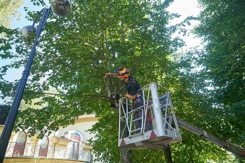 В Светлогорске прошёл мастер-класс по обрезке деревьев   - Новости Калининграда | Фото: телеграм-канал Владимира Бондаренко