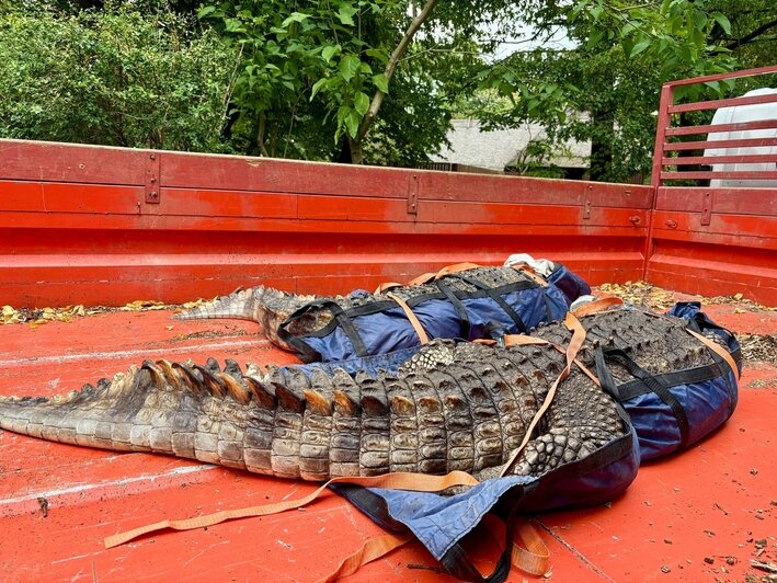 Помочь крокодилу переехать можно только в сопровождении специлиста | Фото: Калининградский зоопарк