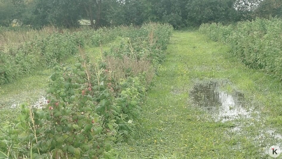 Вода в малиннике в Ярославском стоит с 9 сентября | Фото: Наталья Петухова