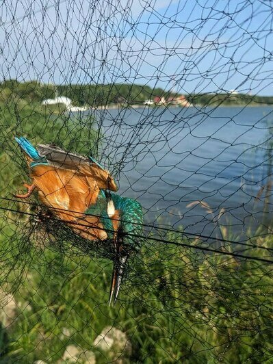 В ловушку орнитологов на Куршской косе попались необычная птица с ярким оперением и любопытная белка (фото)  - Новости Калининграда | Фото: полевой стан «Фрингилла»