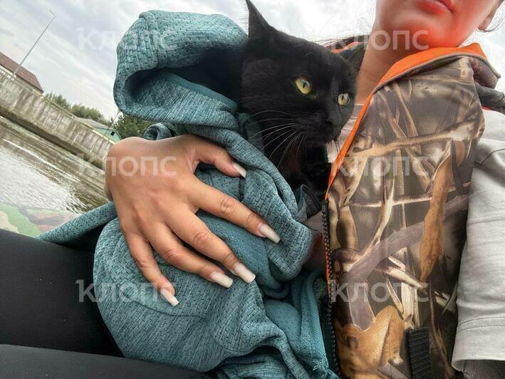 Калининградцы спасли кота, который несколько суток просидел на камне на Преголе (фото) - Новости Калининграда | Фото: очевидцы