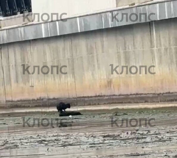 Калининградцы спасли кота, который несколько суток просидел на камне на Преголе (фото) - Новости Калининграда | Фото: очевидцы