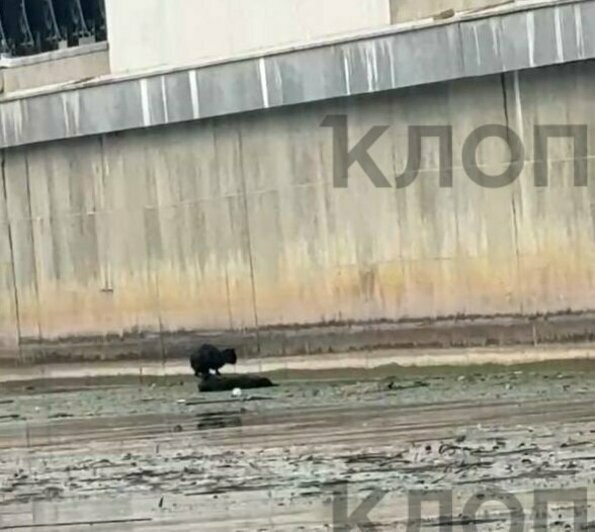 Солд-аут на матче «Балтики» и жуткое убийство, в котором созналась калининградка: 10 событий, которые обсуждали в выходные   - Новости Калининграда | Фото: очевидцы