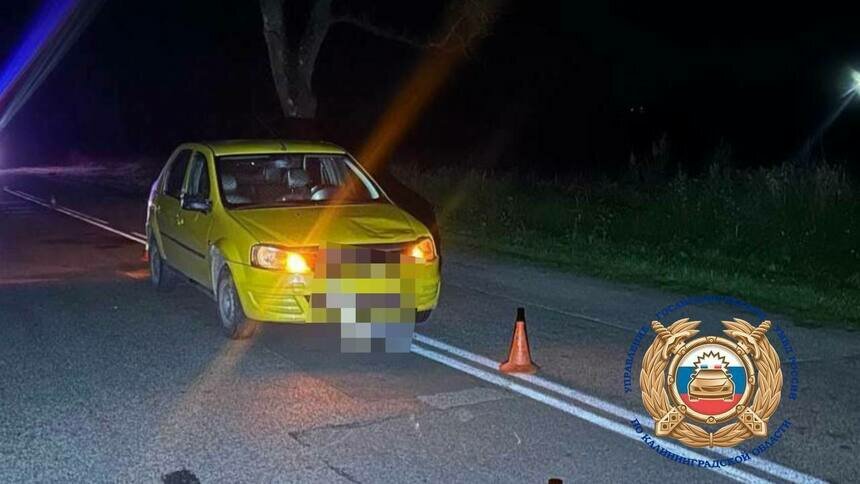 В Черняховском районе водитель жёлтого Renault сбил пастуха, перегонявшего скот - Новости Калининграда | Фото: Госавтоинспекция Калининградской области