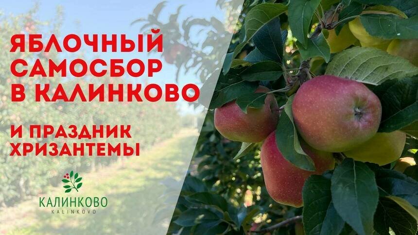 Начался самосбор сортовых  яблок в Калинково: Яблоки сами просятся в корзины - Новости Калининграда