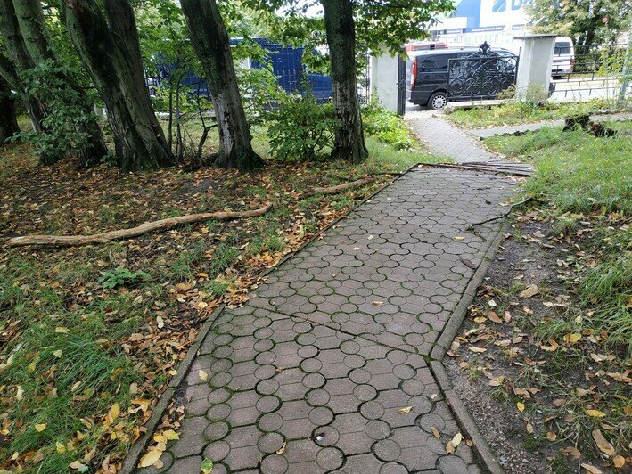 Нависают над пешеходами и царапают автомобили: хит-парад потенциальных деревьев-убийц в Калининграде и области, часть 6   - Новости Калининграда | Фото: очевидцы