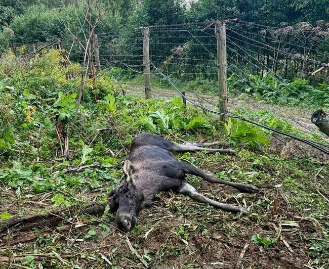 Потасовка у Южного рынка, беспредел самокатчиков и лось из Польши: 11 событий, которые обсуждали в выходные    - Новости Калининграда | Фото: минприроды КО