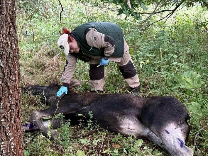 Потасовка у Южного рынка, беспредел самокатчиков и лось из Польши: 11 событий, которые обсуждали в выходные    - Новости Калининграда | Фото: минприроды КО