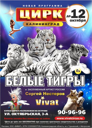 Цирк Vivat продлевает гастроли: главное шоу осени «Белые тигры» - Новости Калининграда