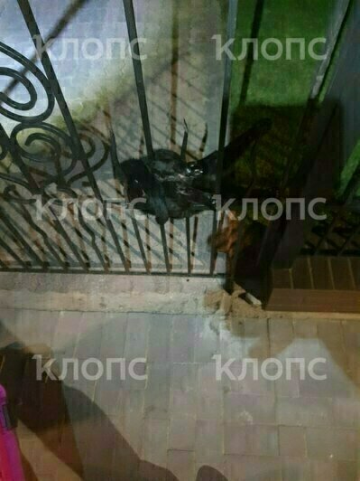 Усатый получил серьёзные травмы | Фото: очевидец