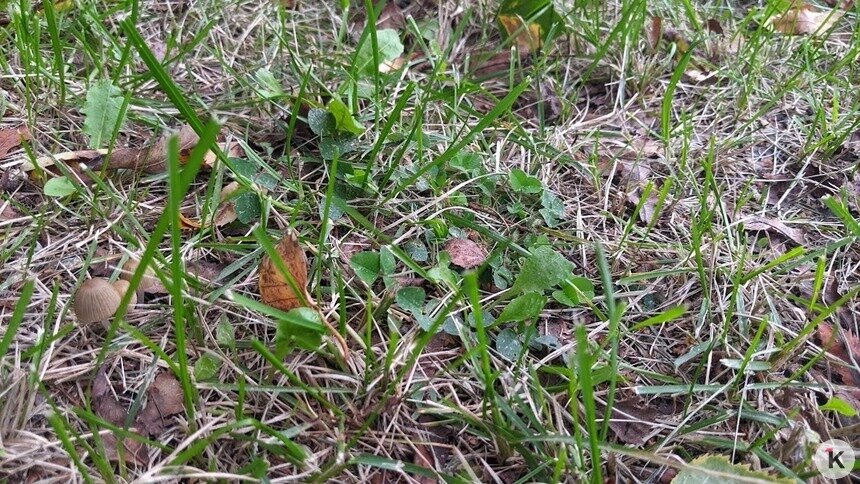 Калининградские газоны поливают в скверах, когда пересохнут — мэрия  - Новости Калининграда | Фото: «Клопс»