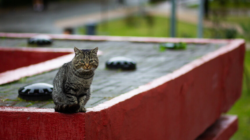 Для котиков и не только: в воскресенье в Калининграде пройдёт благотворительный фестиваль в помощь бездомным животным - Новости Калининграда | Фото: архив «Клопс»