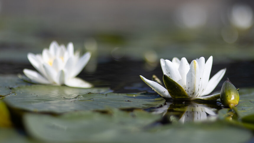 «За чистую Балтику»: 3 способа сделать доброе дело, поучаствовав в ежегодной экологической акции - Новости Калининграда | Фото: Александр Подгорчук / Архив «Клопс»