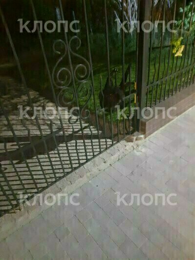 Усатый получил серьёзные травмы | Фото: очевидец