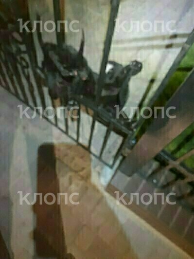 Усатый получил серьёзные травмы | Фото: очевидец