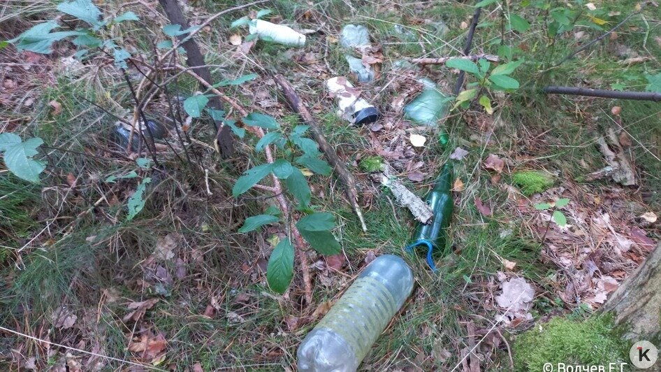 Животные едят этот пластик и медленно гибнут: биолог обнаружил в  лесу под Славском «типичную свалку отдыхающих»   - Новости Калининграда | Фото: Евгений Волчев