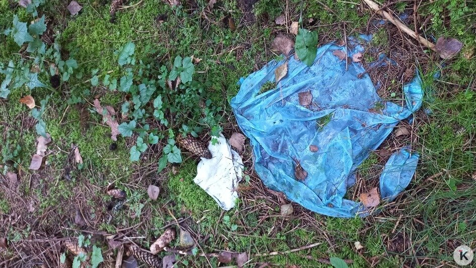 Животные едят этот пластик и медленно гибнут: биолог обнаружил в  лесу под Славском «типичную свалку отдыхающих»   - Новости Калининграда | Фото: Евгений Волчев