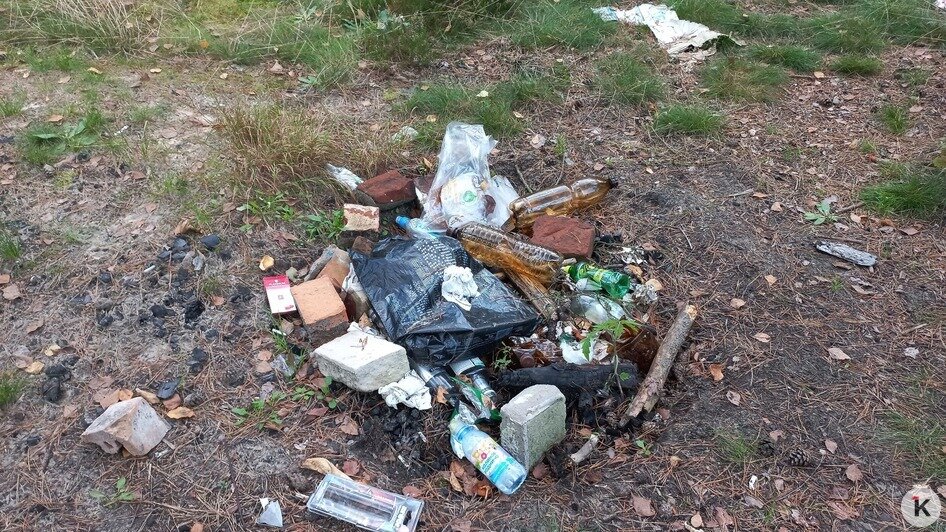 Животные едят этот пластик и медленно гибнут: биолог обнаружил в  лесу под Славском «типичную свалку отдыхающих»   - Новости Калининграда | Фото: Евгений Волчев