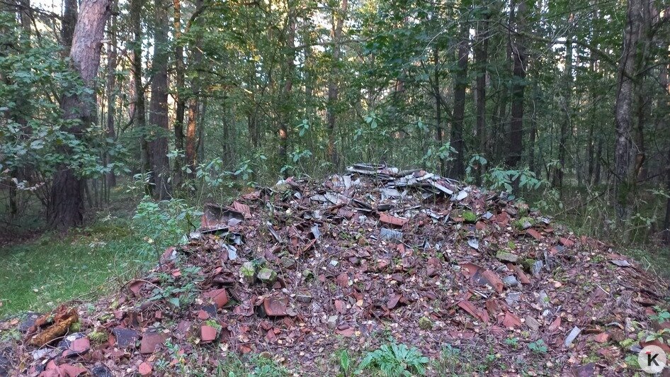 Животные едят этот пластик и медленно гибнут: биолог обнаружил в  лесу под Славском «типичную свалку отдыхающих»   - Новости Калининграда | Фото: Евгений Волчев