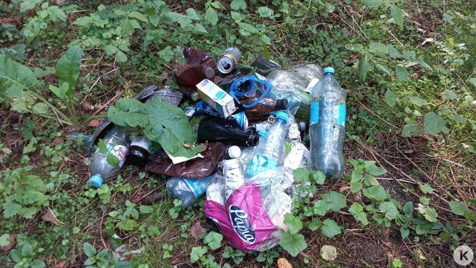 Животные едят этот пластик и медленно гибнут: биолог обнаружил в  лесу под Славском «типичную свалку отдыхающих»   - Новости Калининграда | Фото: Евгений Волчев