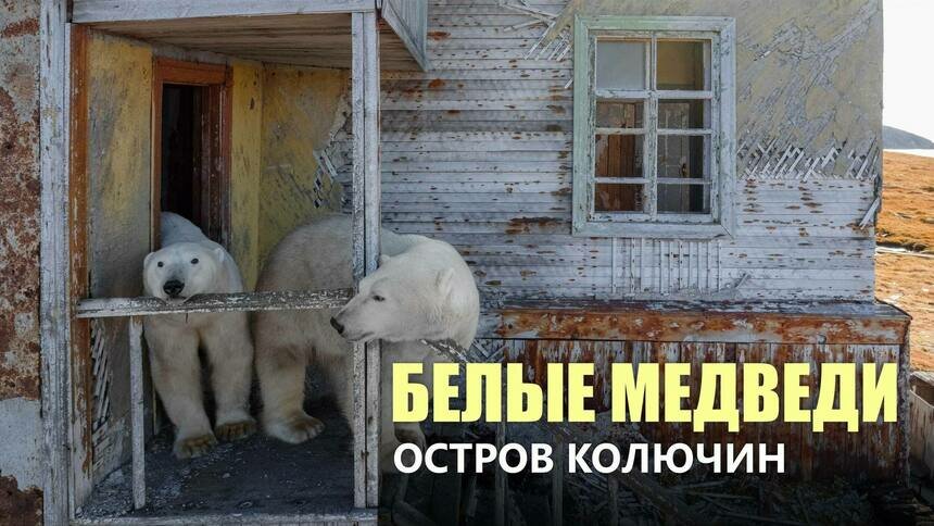 «Люди ушли, а медведи остались»: на острове Колючин хищники обжили дома (видео) - Новости Калининграда | Фото: Вадим Махоров