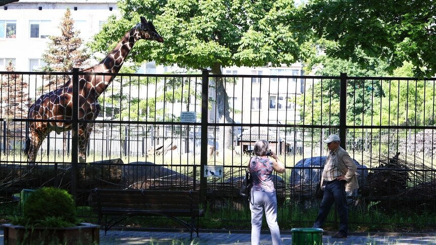 Квартирный вопрос испортил не только москвичей: в Калининградском зоопарке строят второй вольер для жирафов - Новости Калининграда | Фото: Александр Подгорчук / Архив «Клопс»