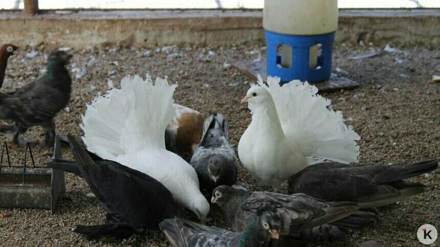 Свадебные голуби не могут вернуться домой и остаются умирать на улицах Калининграда - Новости Калининграда | Фото: Дарья Волкова, Александр Подгорчук / архив «Клопс»