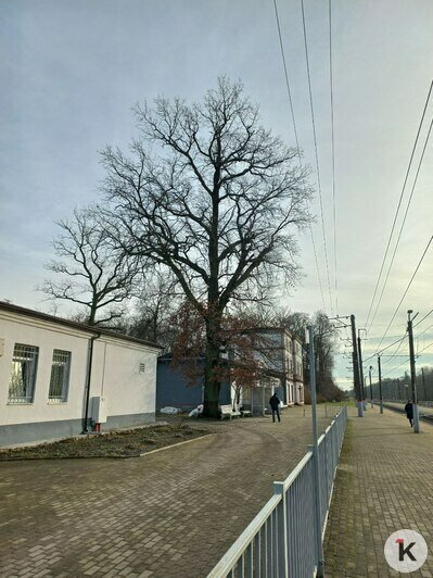 В Рябиновке возле вокзала деревья готовят к спилу. | Фото: житель посёлка