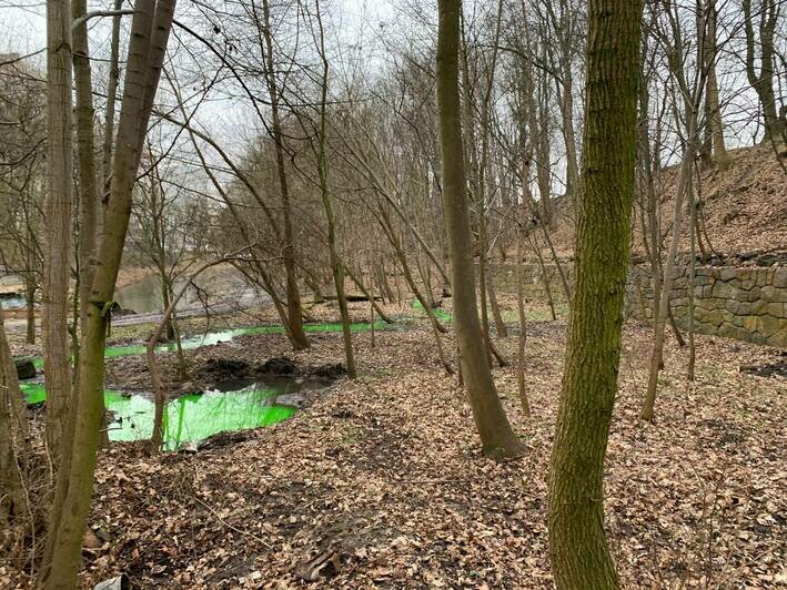 Калининградцев попросили не пугаться зелёной воды в Литовском ручье - Новости Калининграда | Фото: Администрация Калининграда