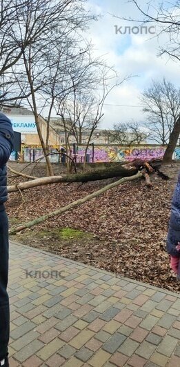 Услышала хруст, затем удар по голове: калининградка попала в больницу после падения дерева в городском парке (фото) - Новости Калининграда | Фото: предоставили Анастасия и очевидец Эльчин 