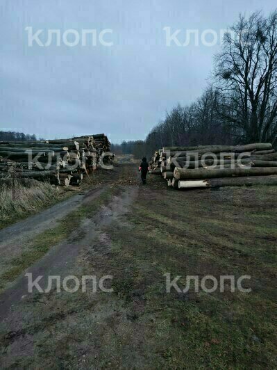 Под Калининградом в районе Голубых озёр вырубается лес (фото, видео)   - Новости Калининграда | Фото: очевидцы