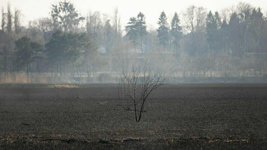 В Калининградской области за две недели из-за палов травы выгорел 71 гектар полей - Новости Калининграда | Фото: Александр Подгорчук / Архив «Клопс»