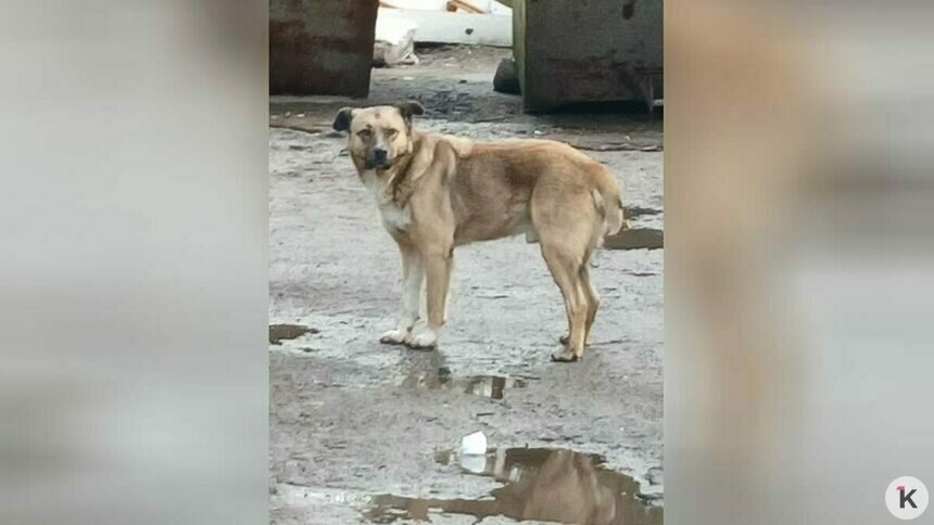 Во дворах на Кирова эта собака лает на прохожих, не даёт проходу и кидается на них | Фото: очевидец