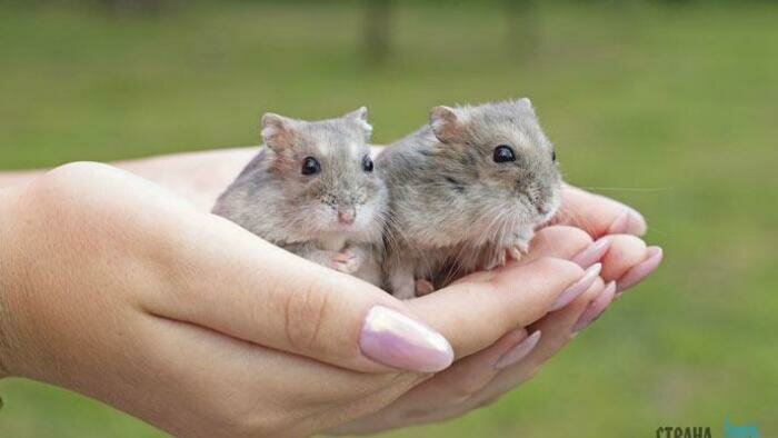 Хитрюга пес съел  обед хозяйки