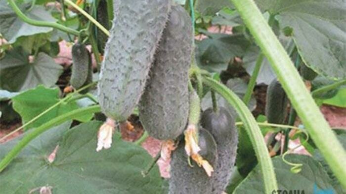 Популярные в области сорта