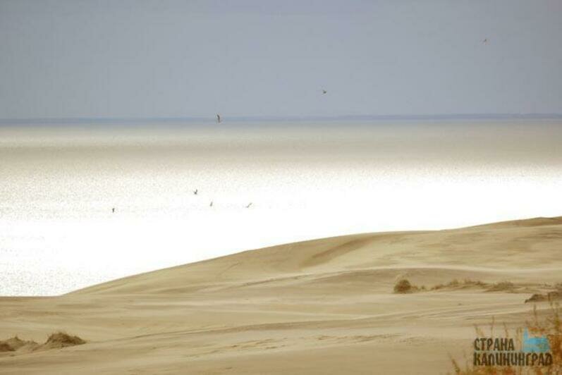 Тайный мир Куршской косы