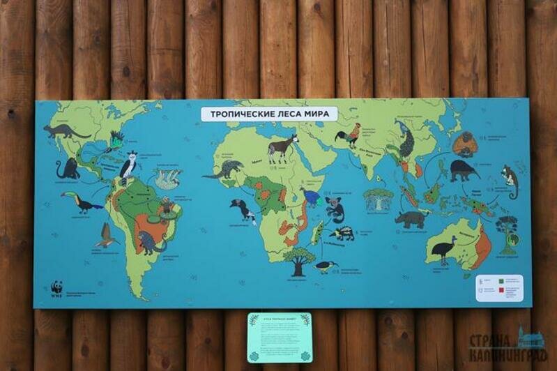 Дома тропической птицы - 2019