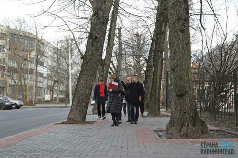 Деревья на ул.Комсомольской